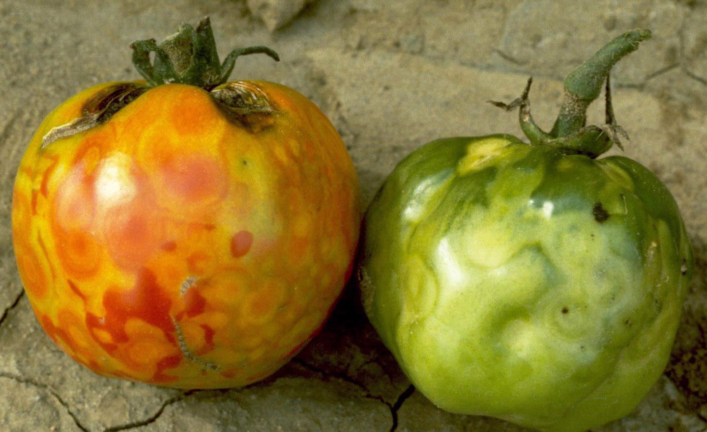Common Diseases Of Tomatoes Mississippi State University Extension Service